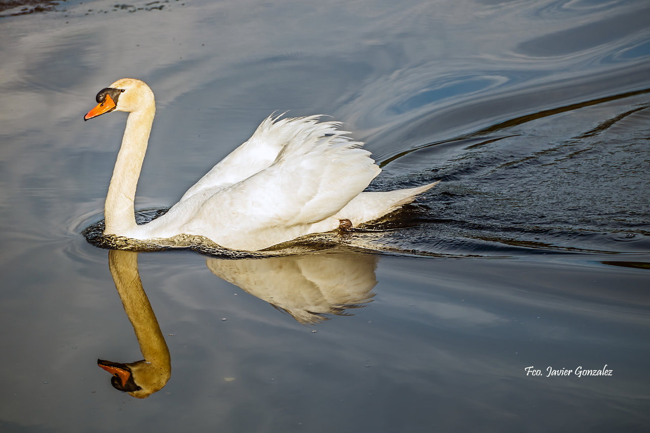 El cisne