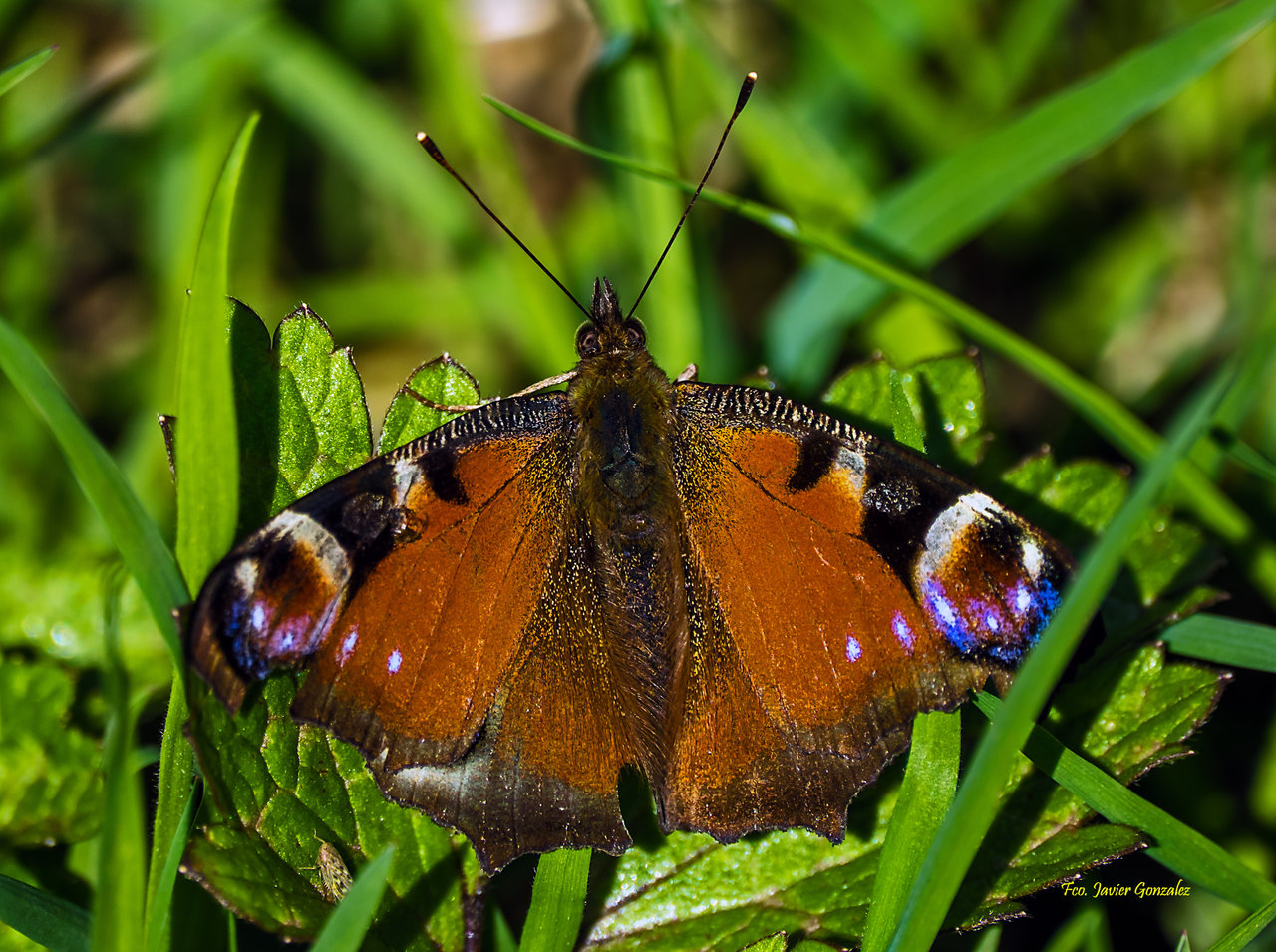 Mariposa Pavo real