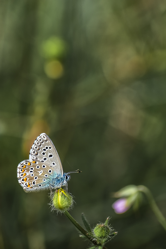 Mariposa V