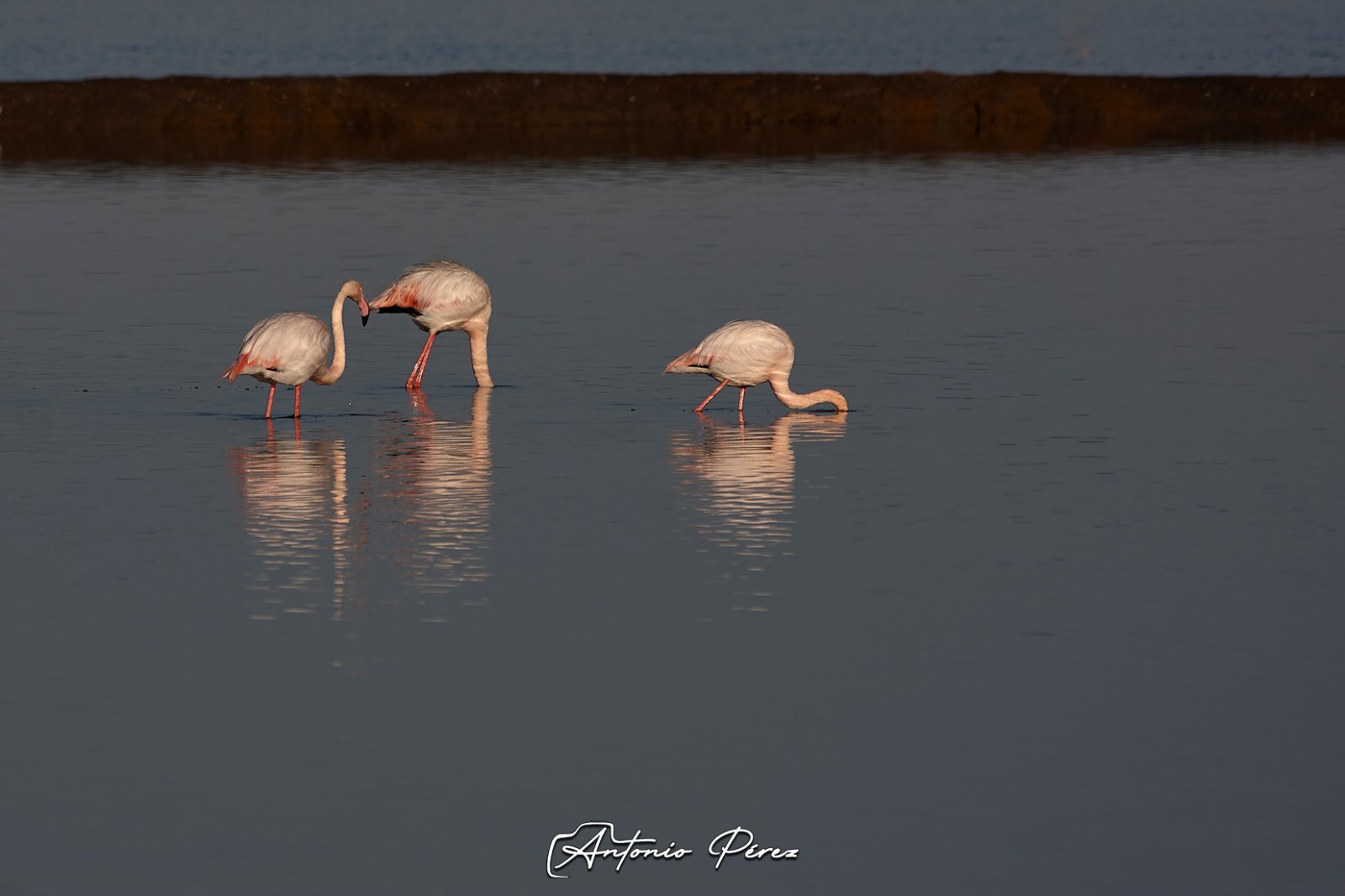 03 Flamencos.jpg
