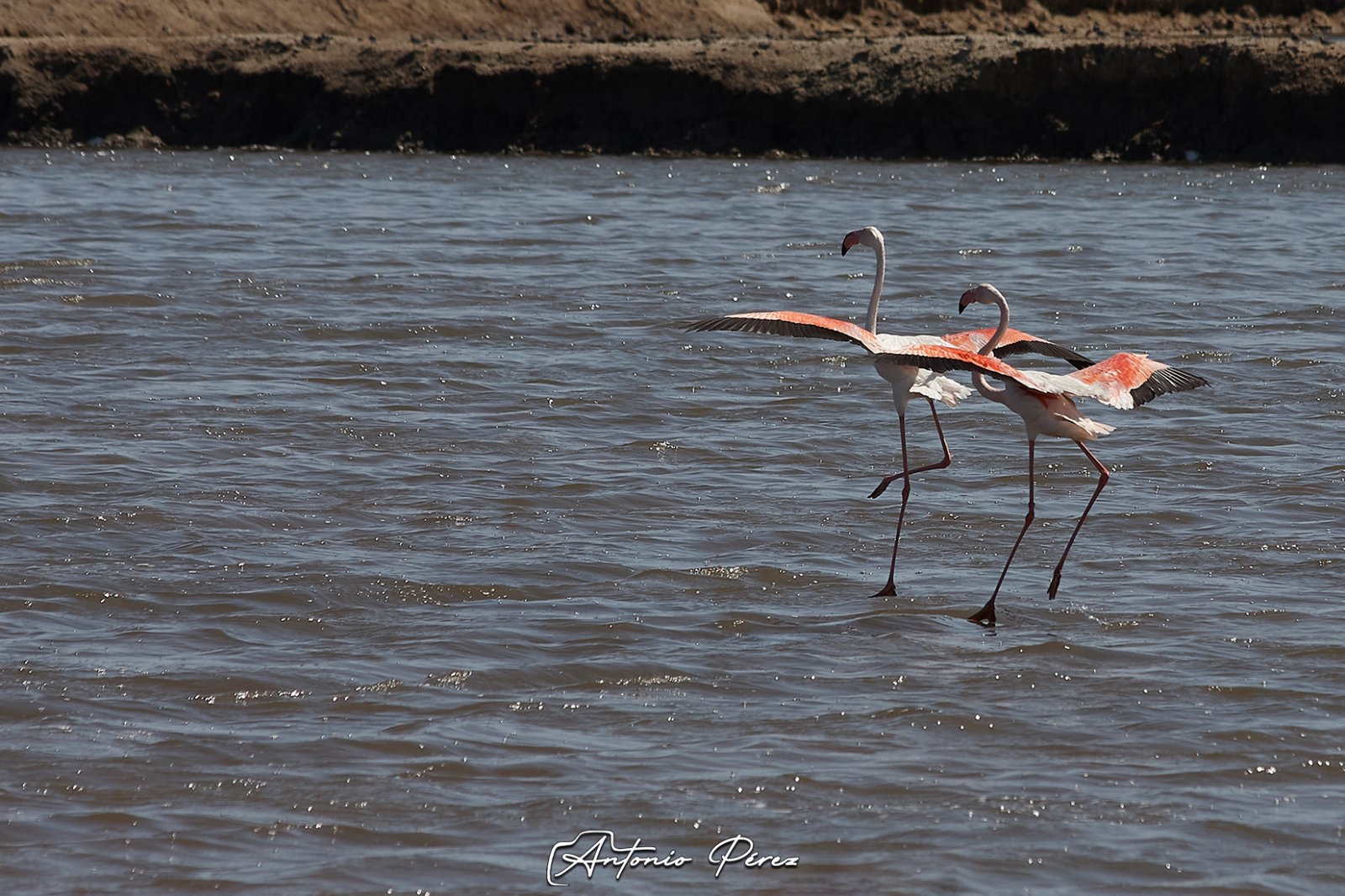04 Flamencos.jpg