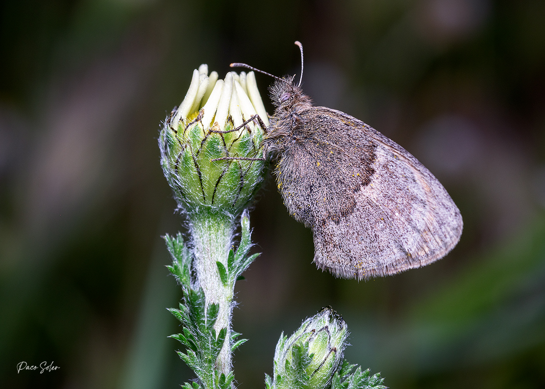 066 Mariposa.jpg 066 Mariposa.jpg