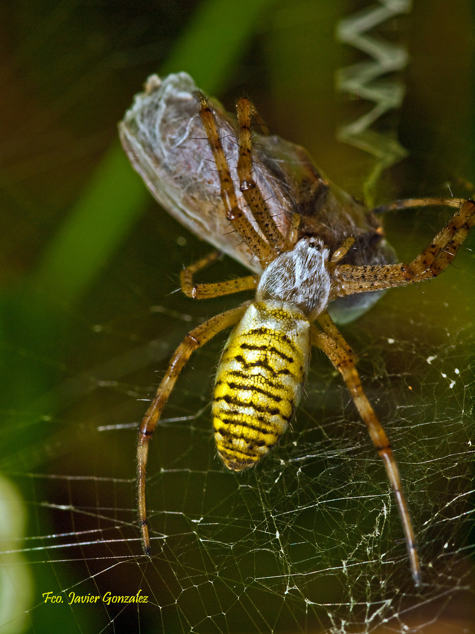 Araña tigre