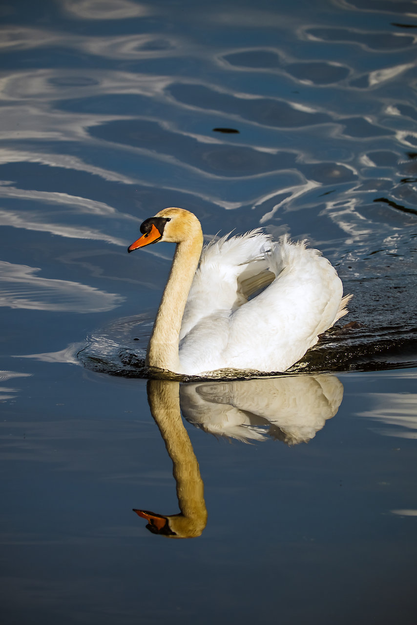 Reflejo