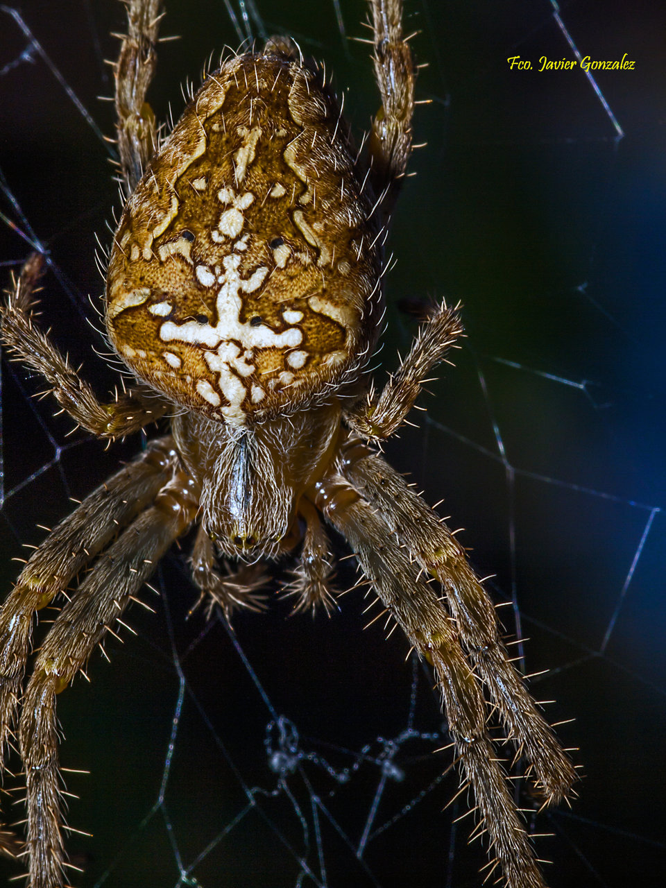 Araña de jardin