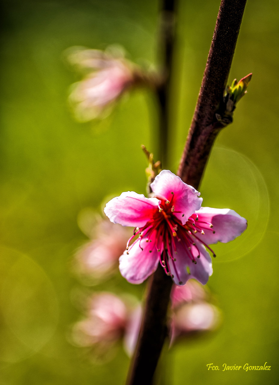 La primavera