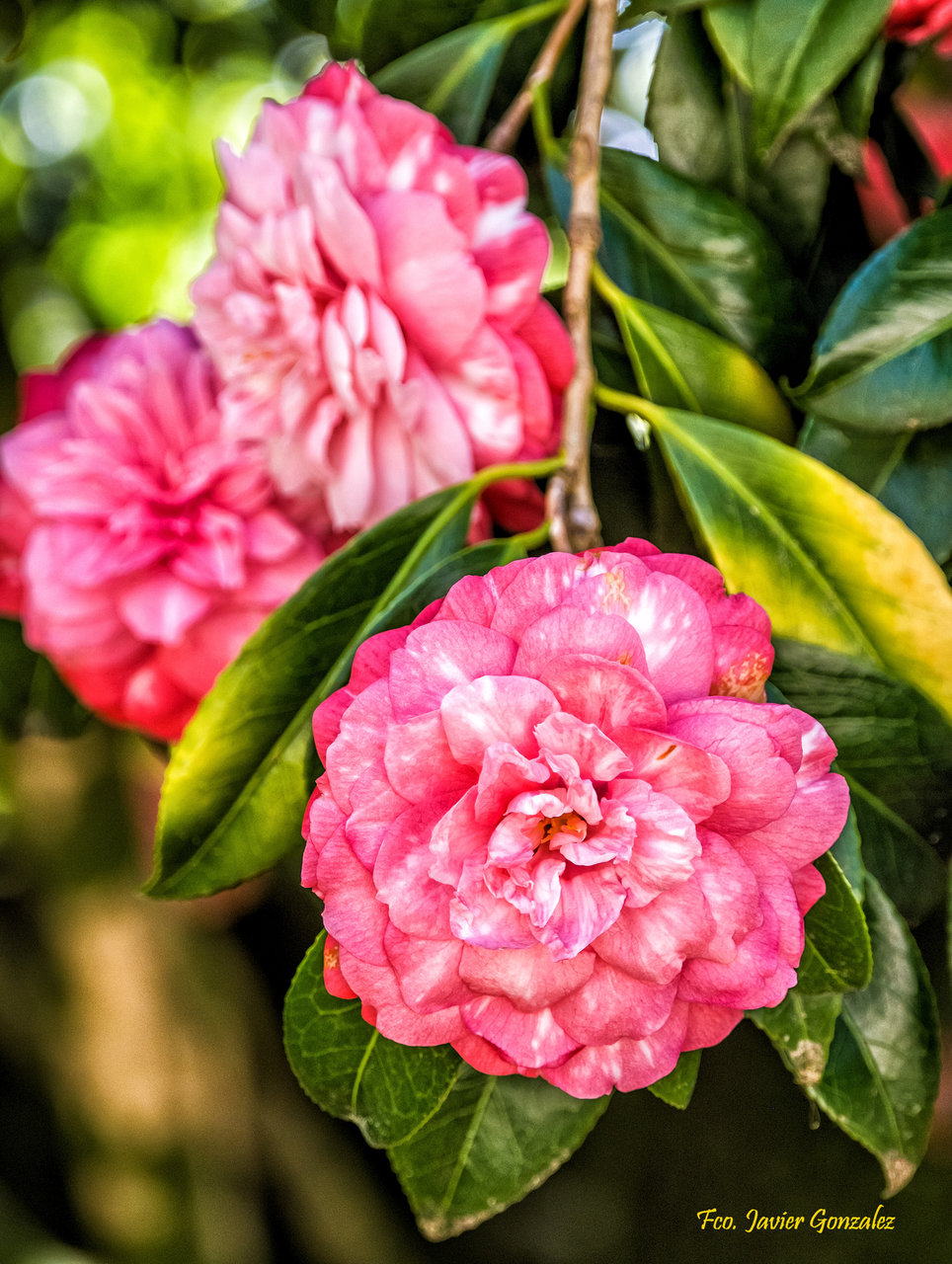 Las camelias