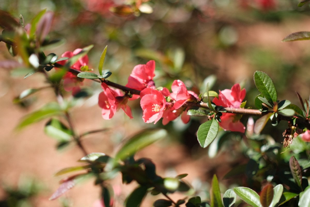 Florecilla del campo