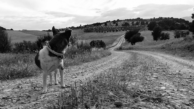 Y al volver la vista atrás...esta foto me recordó al poema de Machado