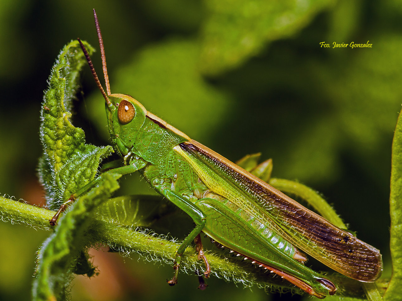 Saltamontes