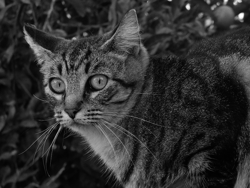 Gato en b&w