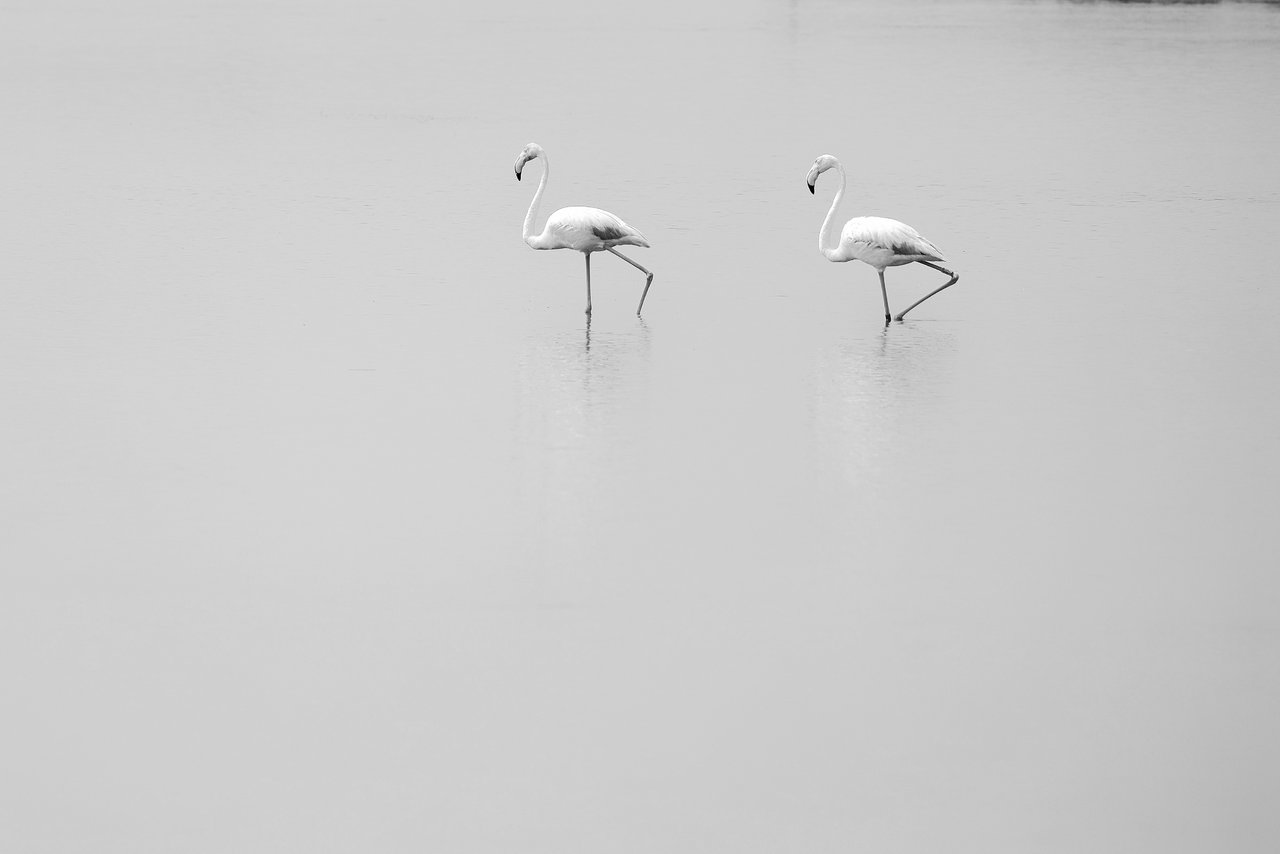 Flamencos