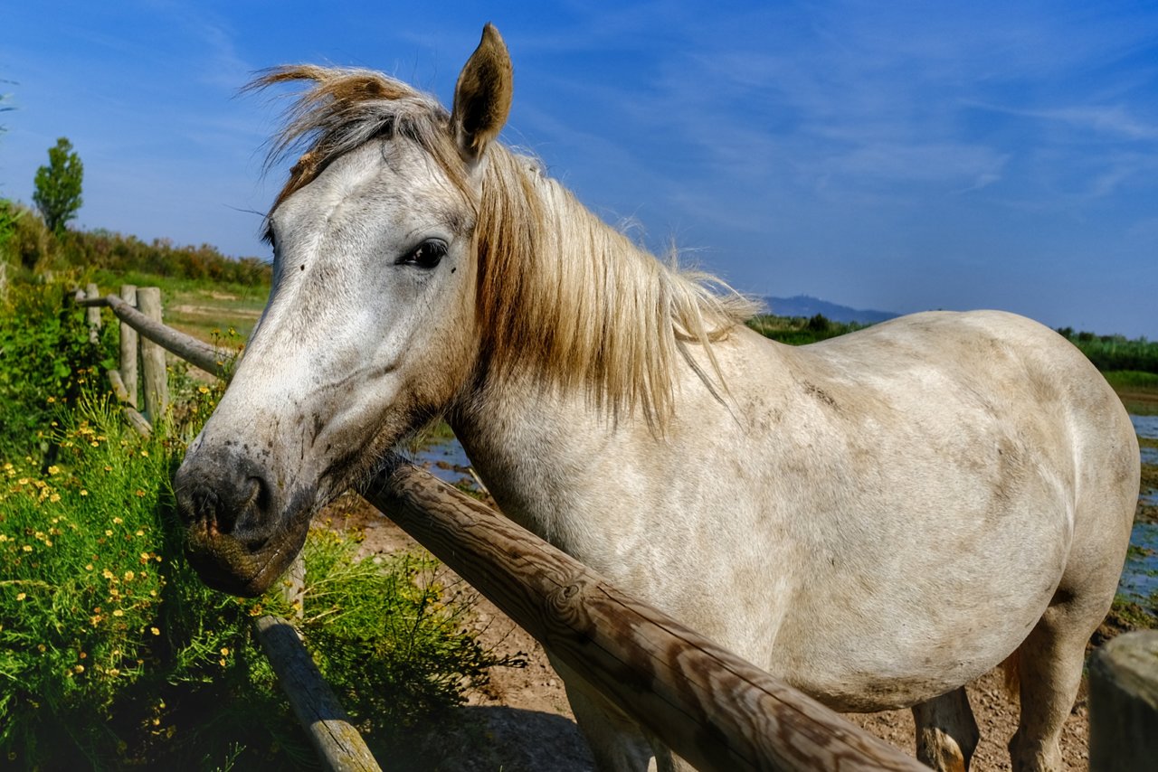 Caballos del delta