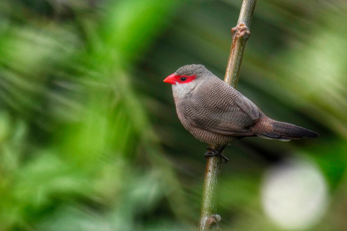 Pajarillo