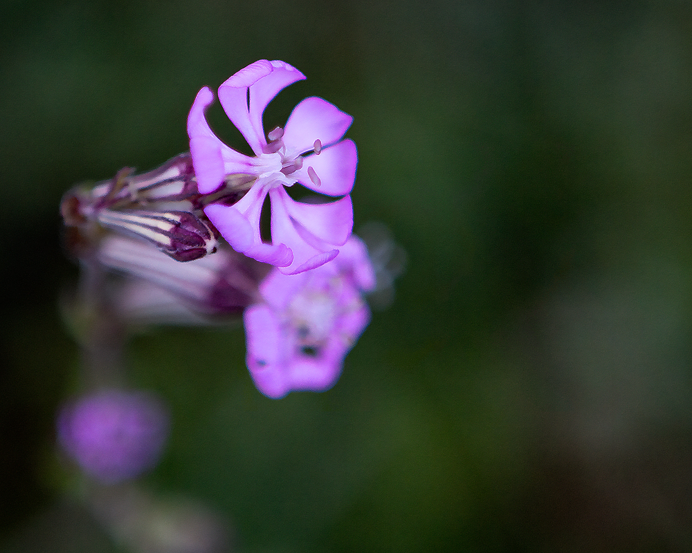 Probando macro de flores