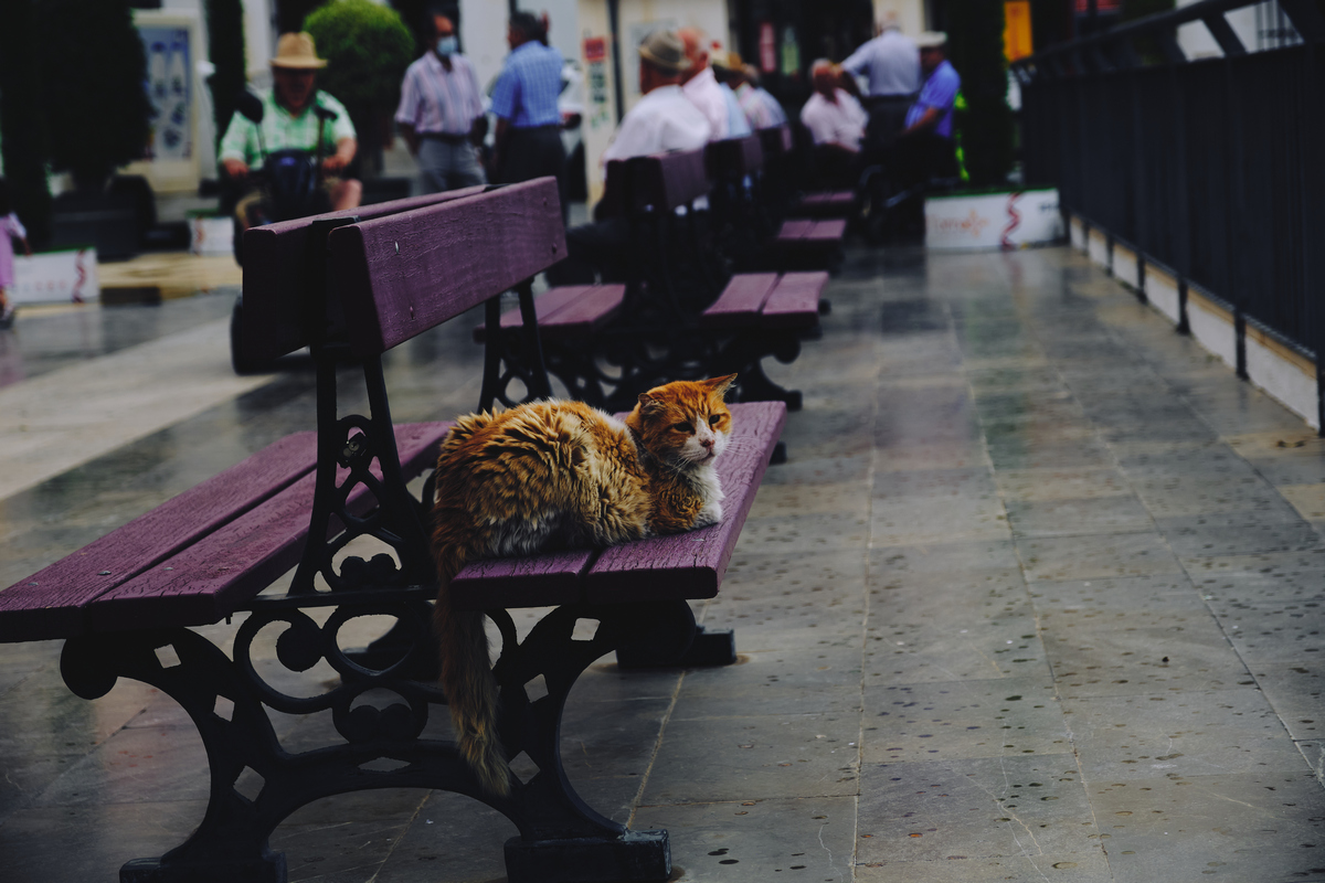 Gato pasado por agua