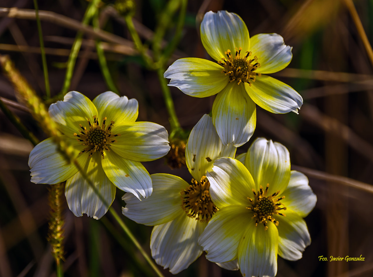 Flores silvestres