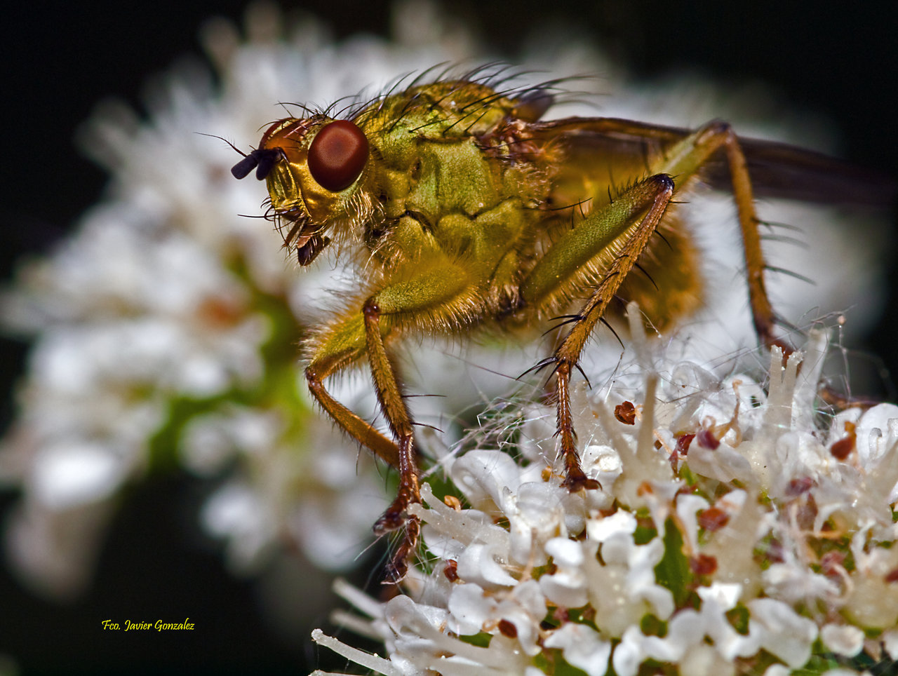 La mosca