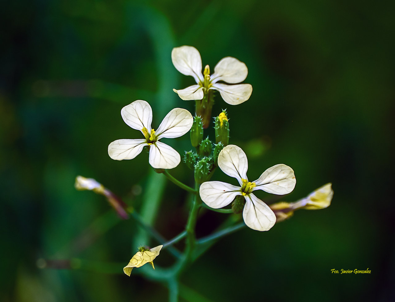 Las flores