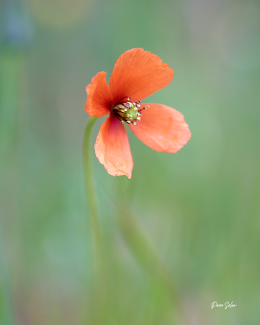 Flores varias