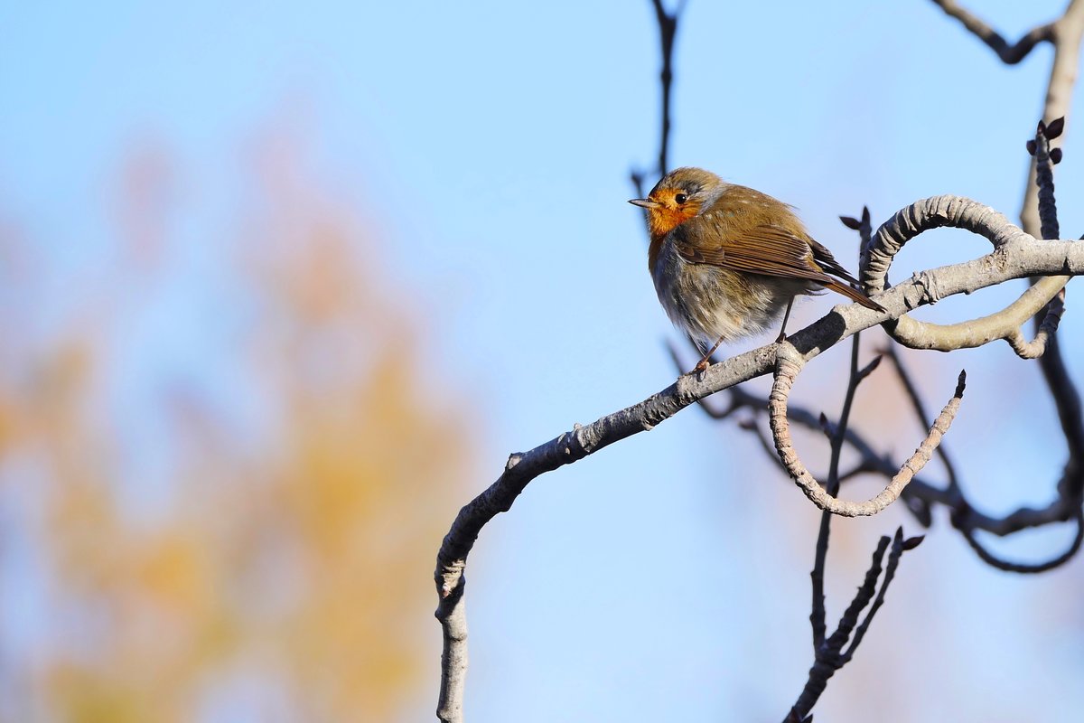 Pajarillo