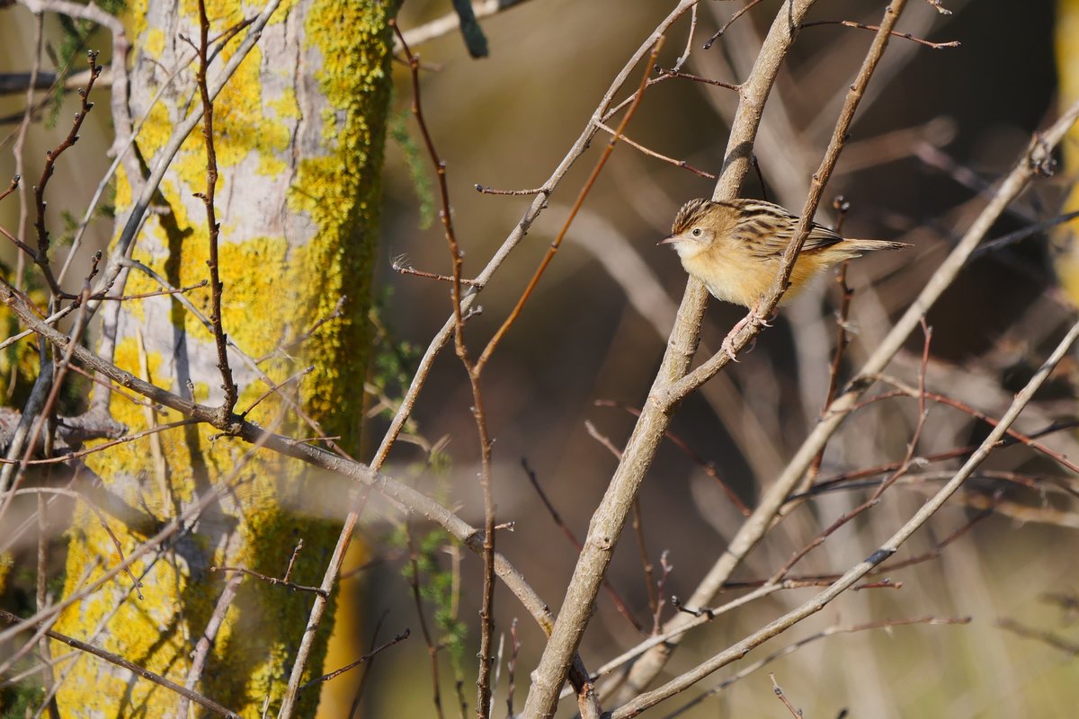 Pajarillo