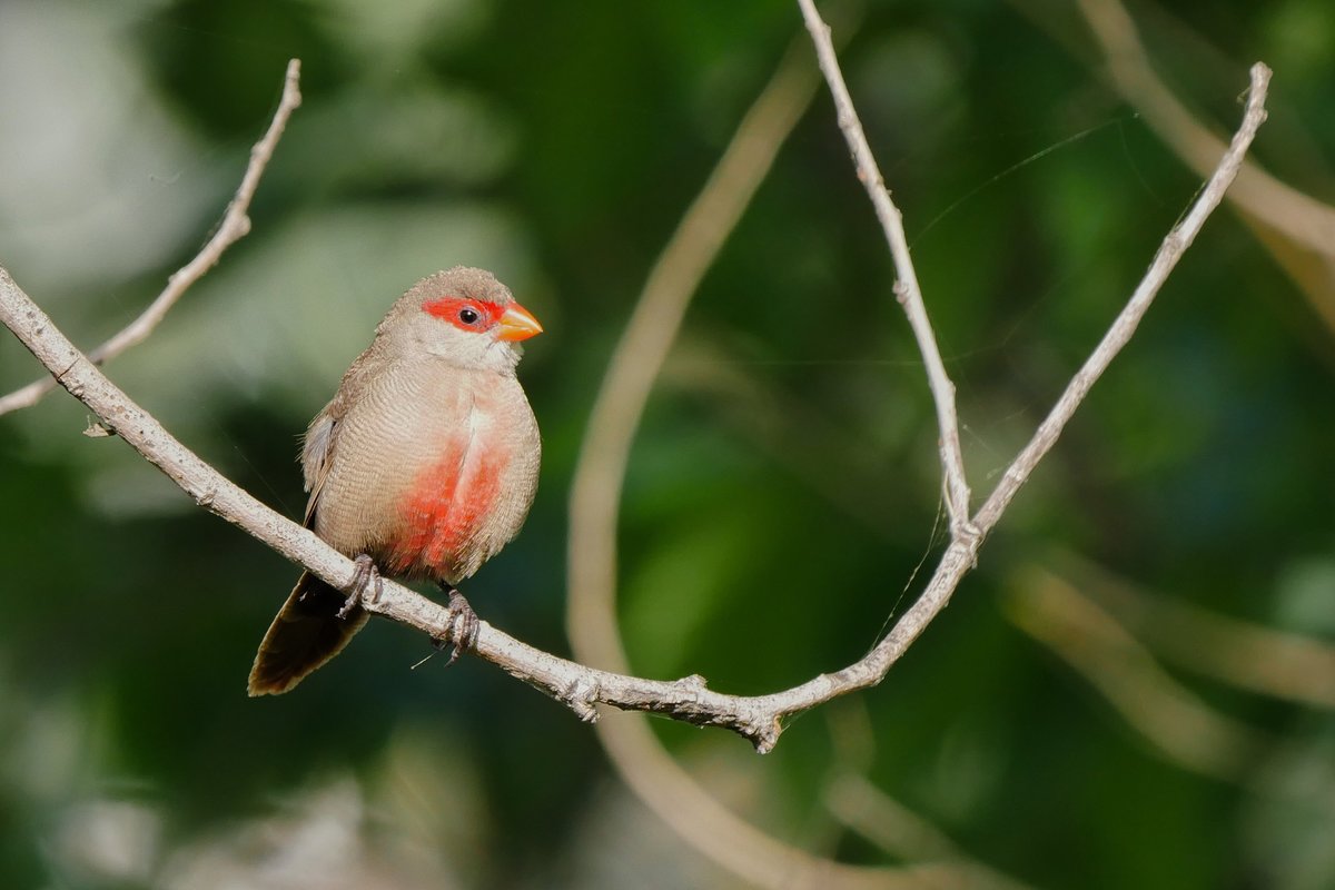 Pajarillo