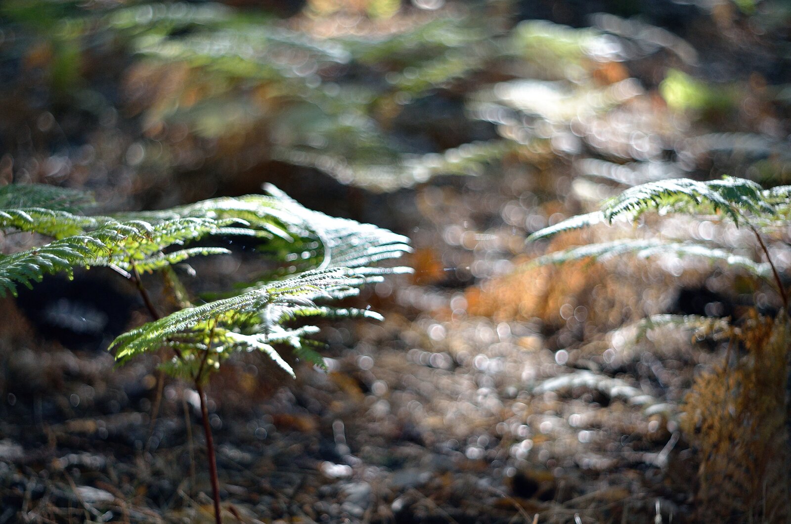 _DSC7169-02.jpg