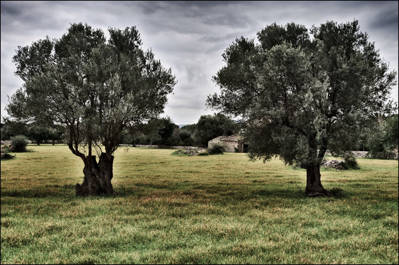 Campo mallorquín