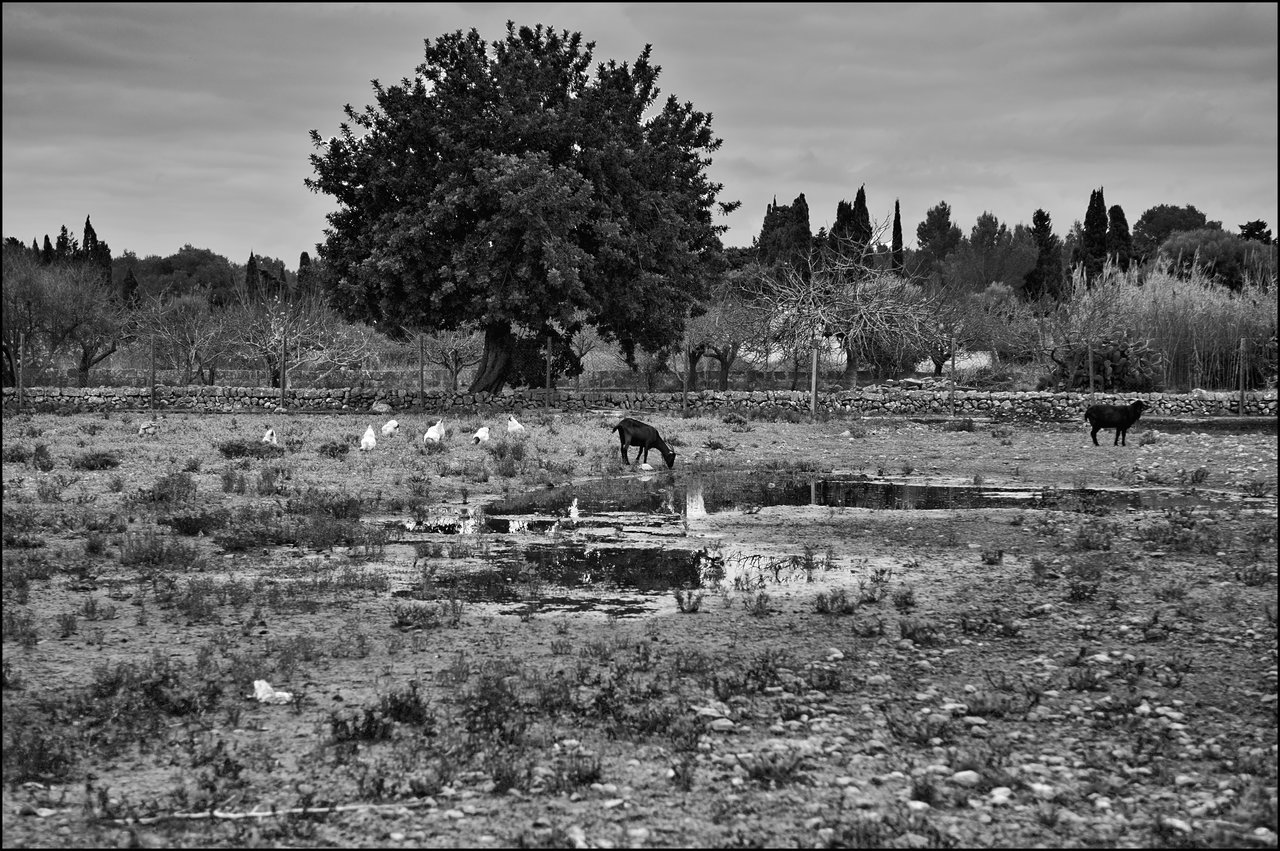 Campos mallorquines