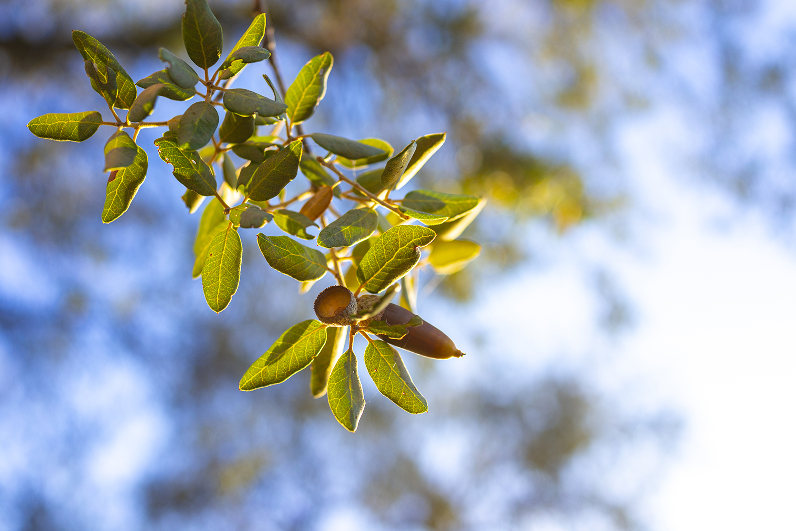 _DSC8347.jpg