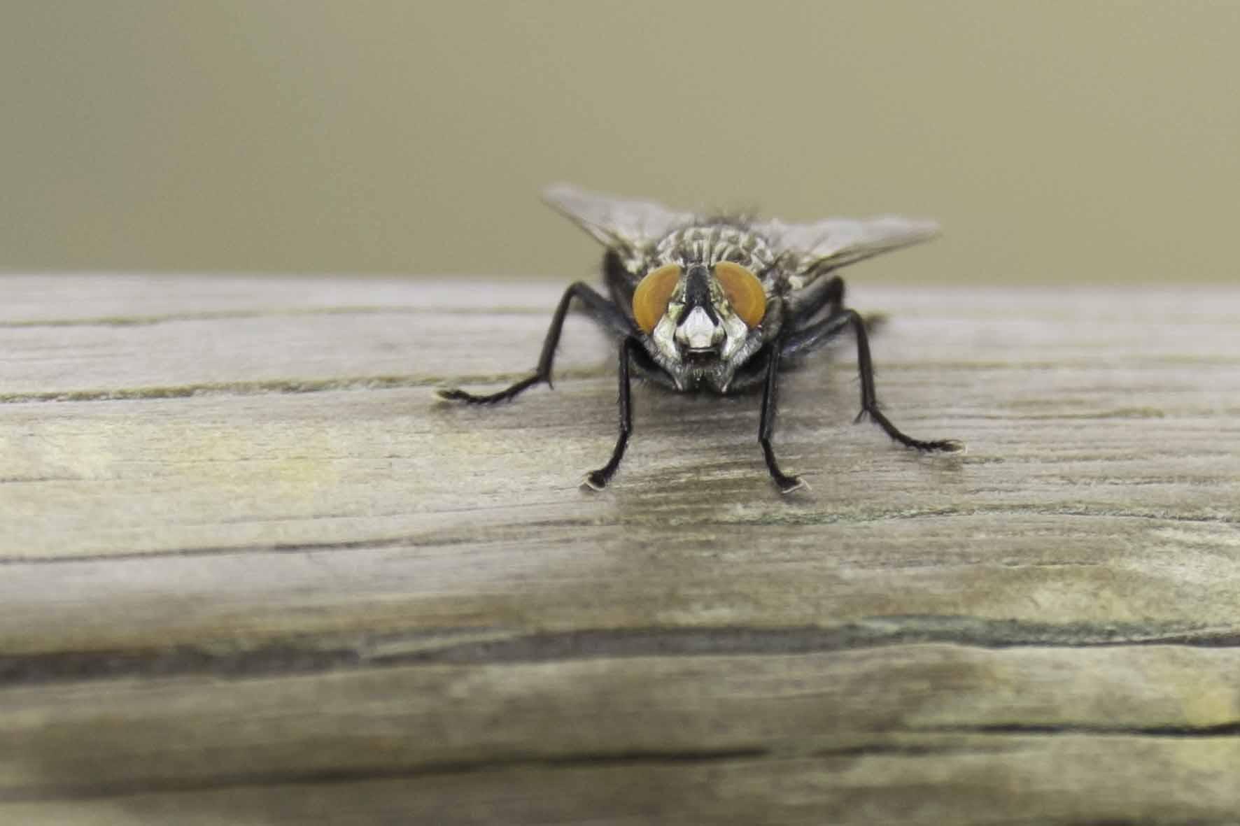 Mosca de frente