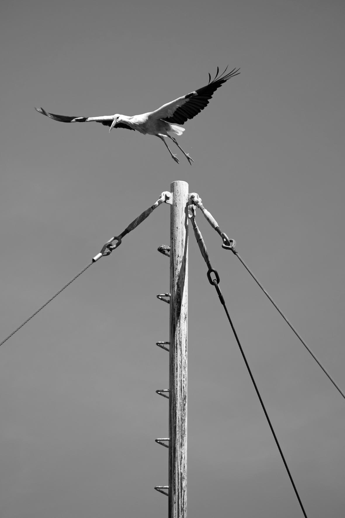 Cigüeña levantando el vuelo