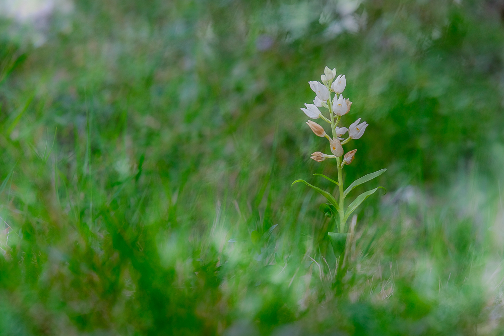 De las primeras Orquideas de verano