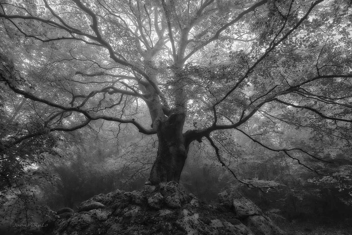 El arbol milenario