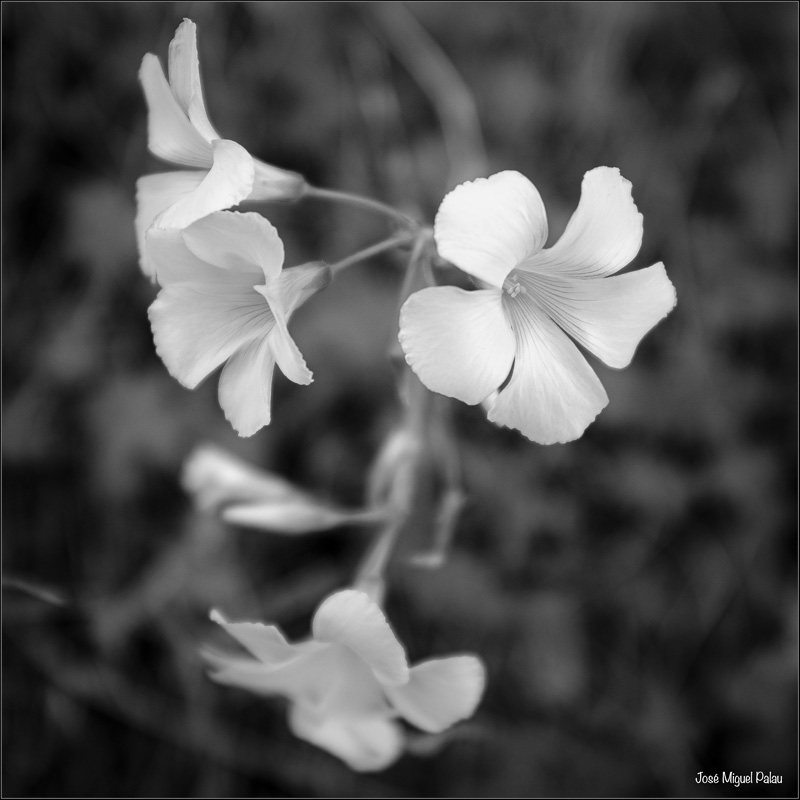 Las primeras flores... con X100F