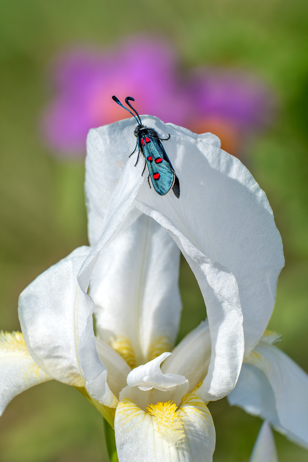_DSF2842-Mejorado-NRF.jpg