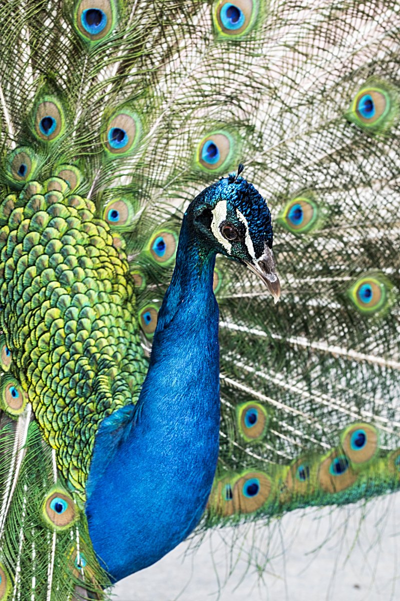 Ino de los pavos del retiro ( Madrid )