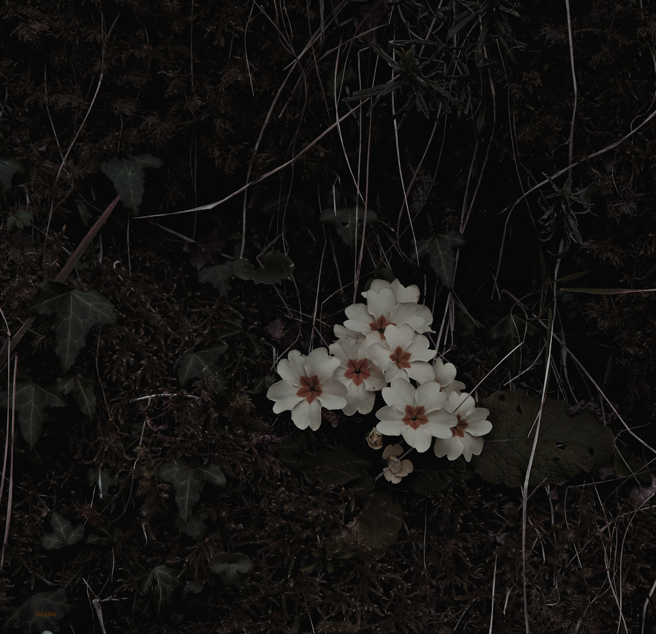 Desconocidas, silenciosas flores en la sombra (de un olvido).