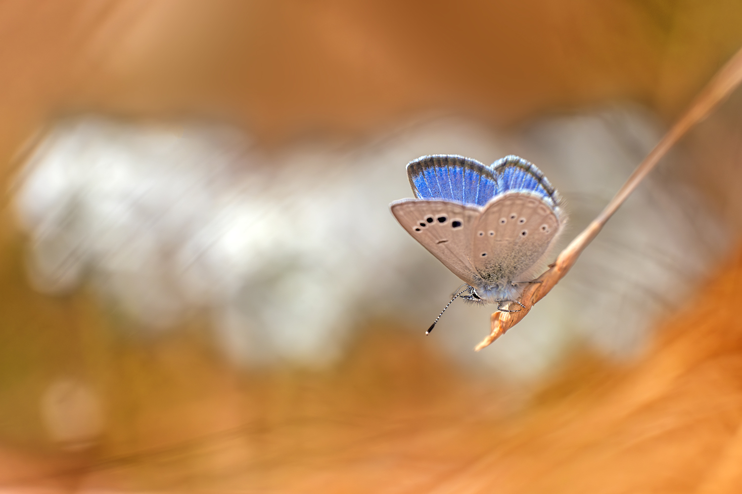 _DSF4430F.jpg