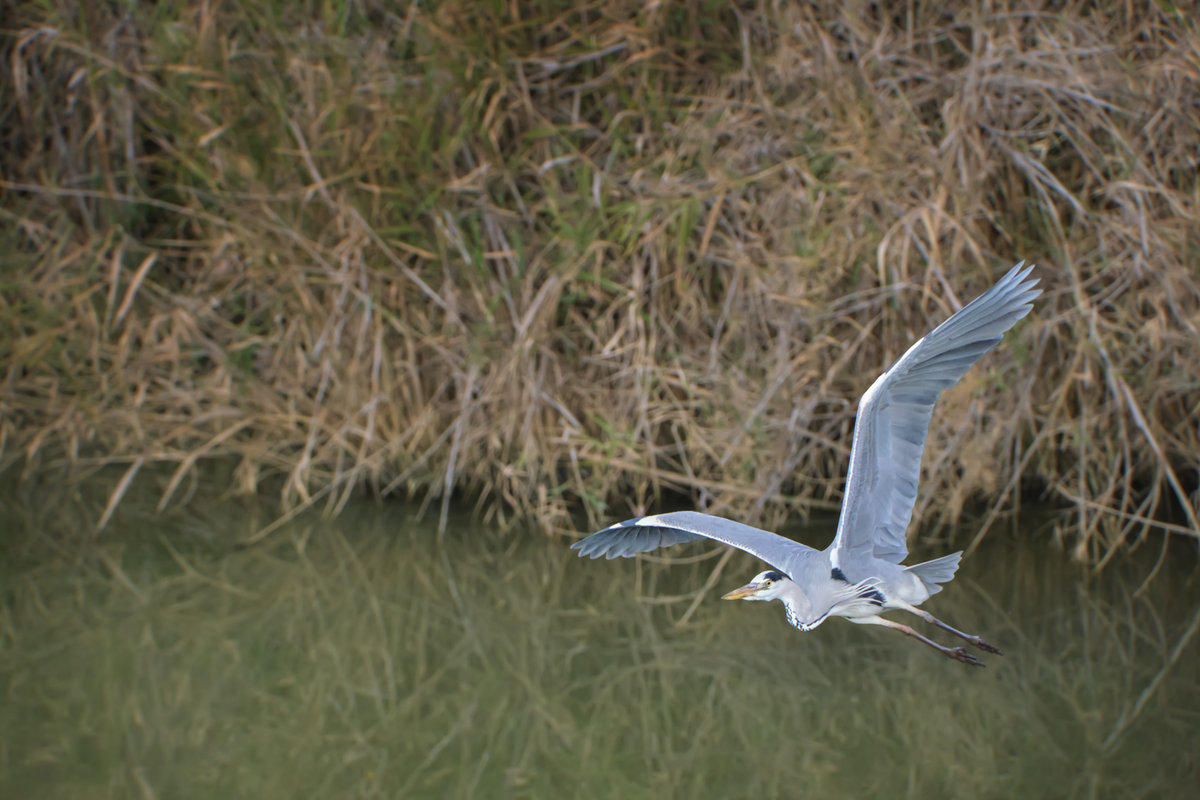 Garza Real en vuelo