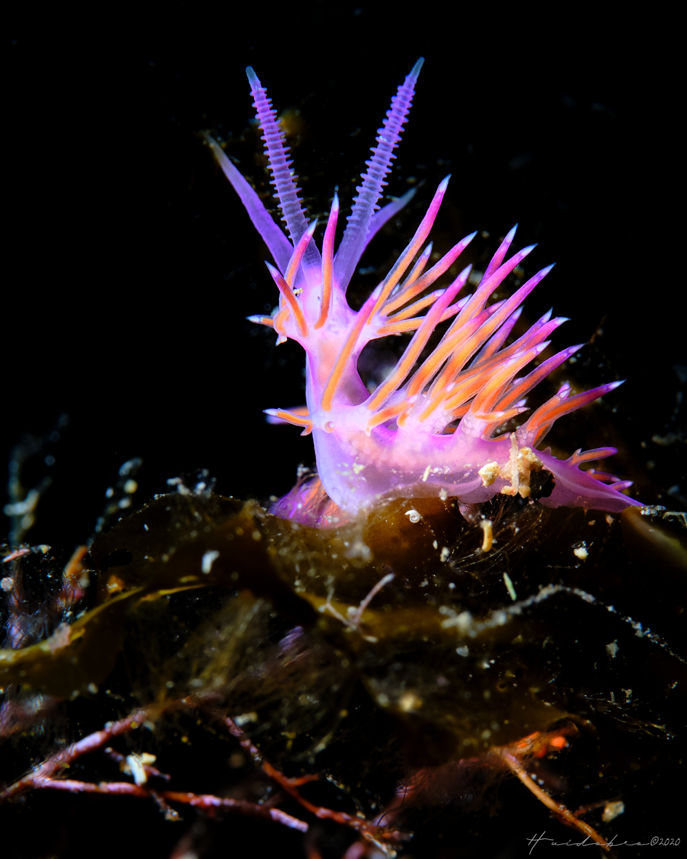 Nudibranquio