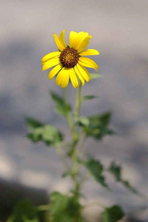 _DSF5738.JPG
