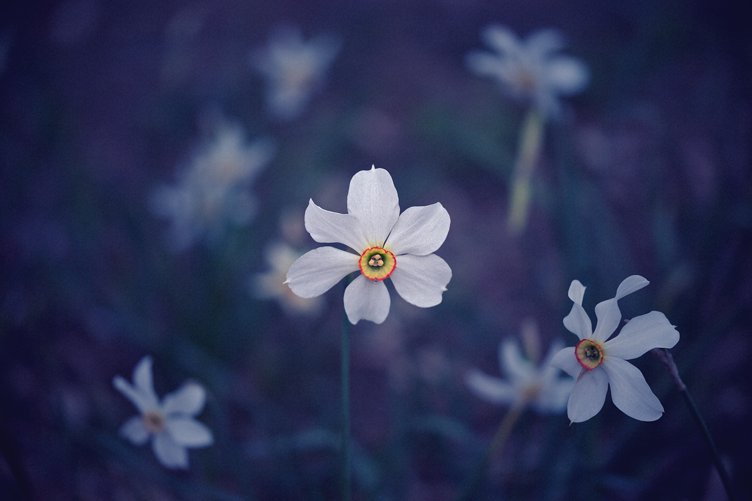 Narcissus poeticus
