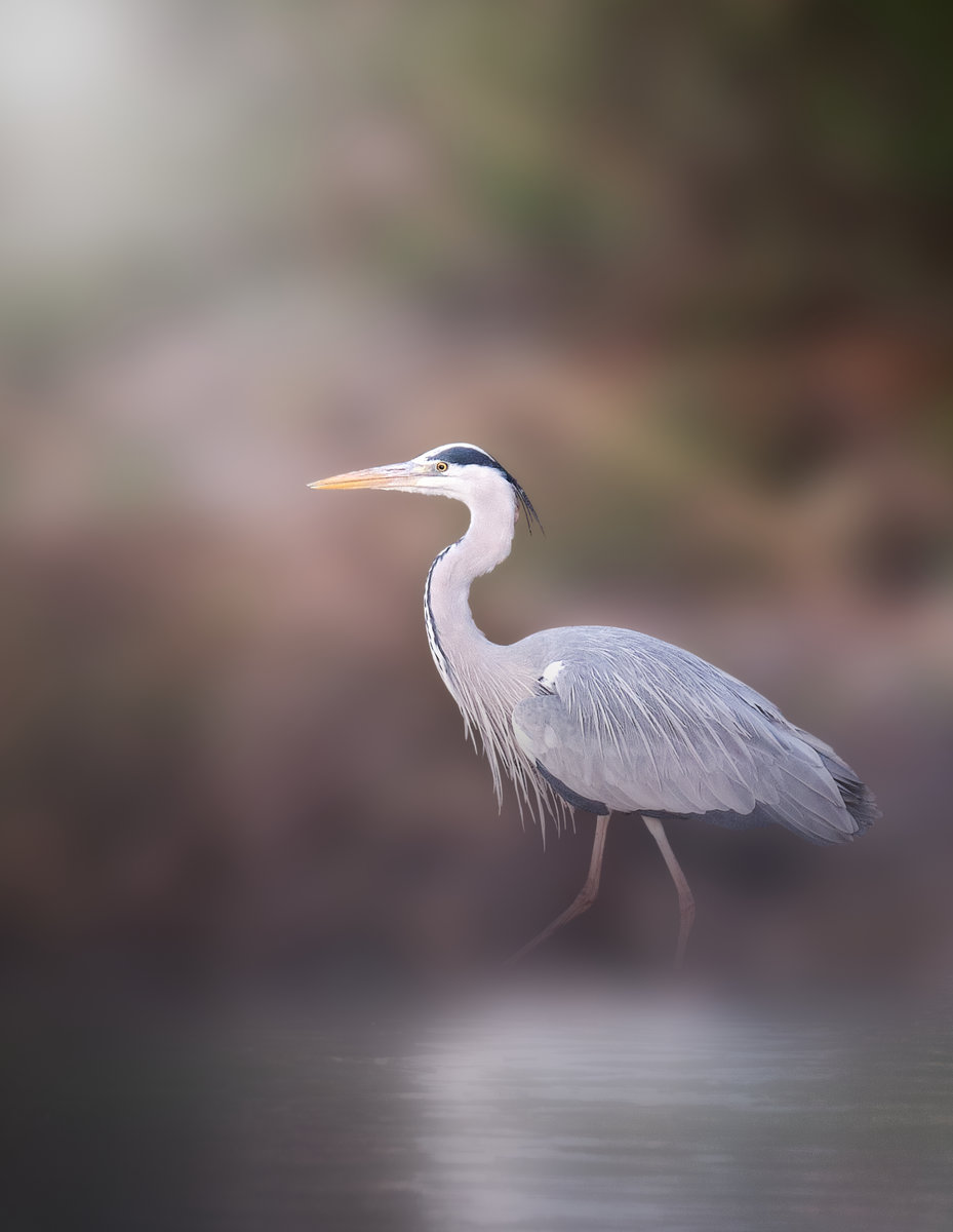 Garza Real, versión "pastel"