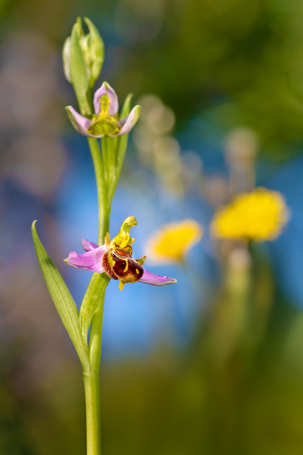 _DSF7710F.jpg
