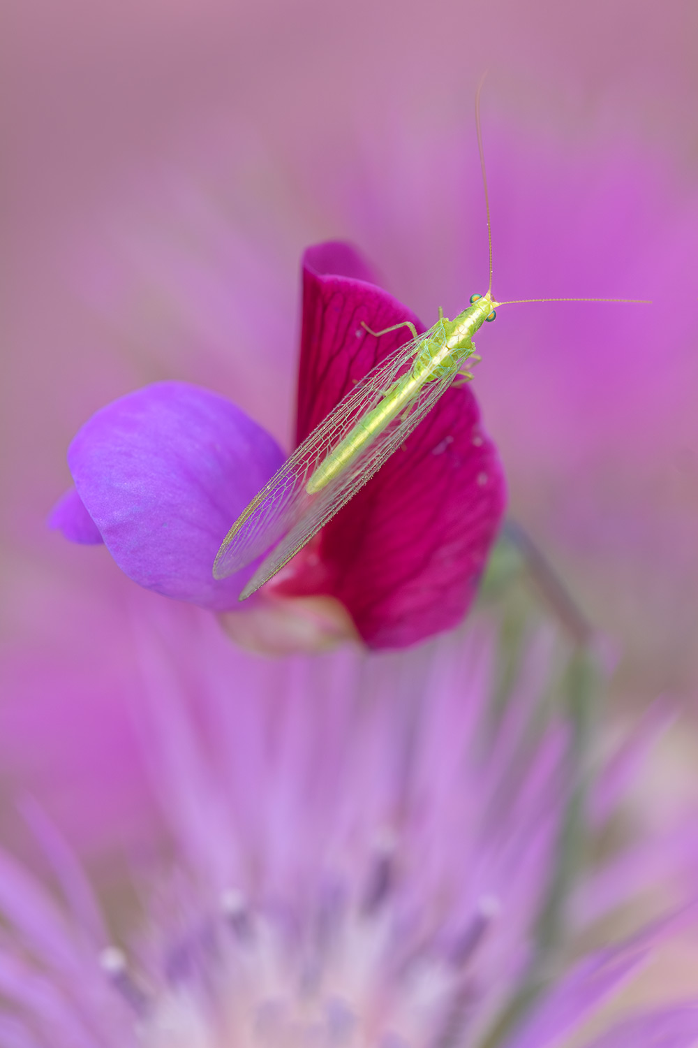 _DSF9260-Mejorado-NRF.jpg