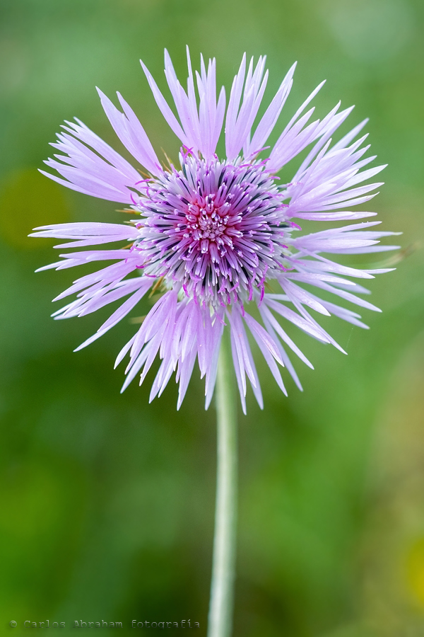 Simple flor, simple cardo