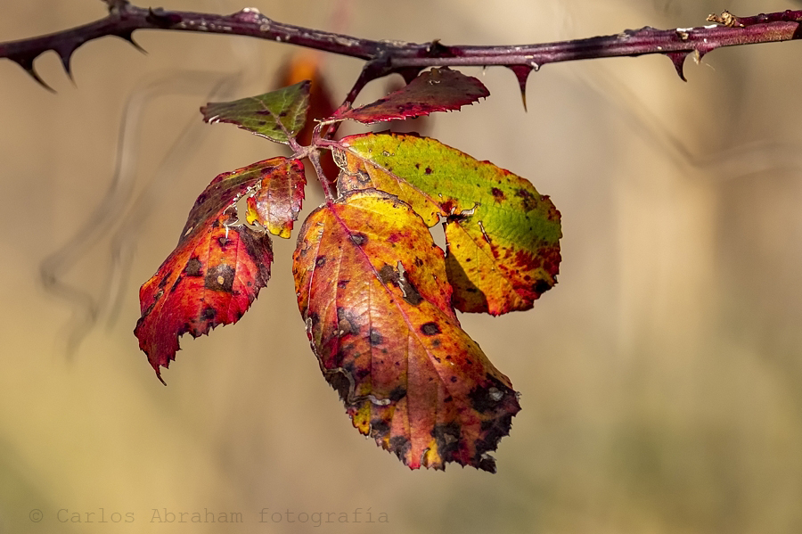 Cuando Otoño iba muriendo....