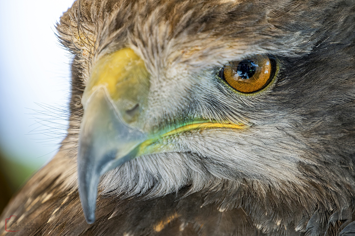 La mirada del enfado.